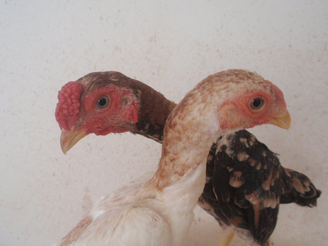 @@RV@R{@ԍ@yA@(^_-)-